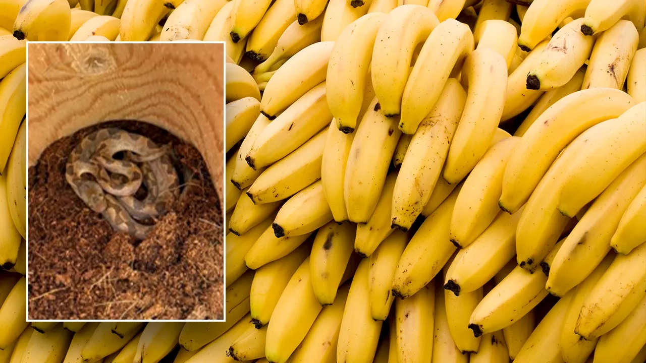 Venomous Snake Found Hiding in Banana Shipment at New Hampshire Grocery Store