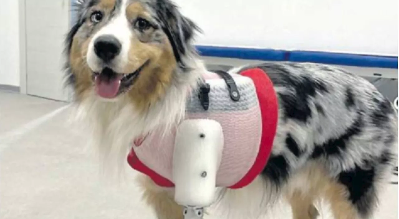 Il cane tripode Rio torna a correre con una protesi su misura