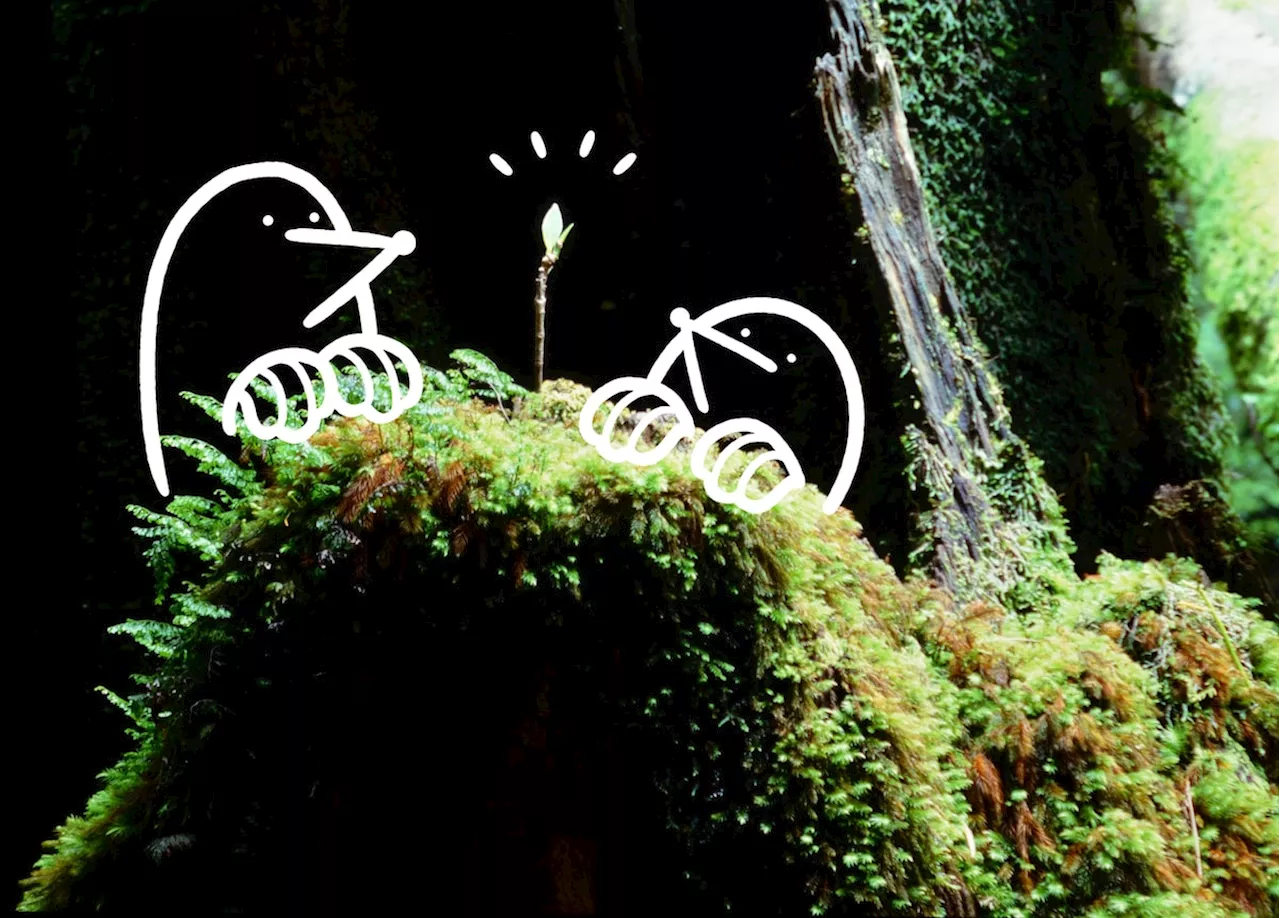 Exploring Japan's National Parks: A Journey Through Legends and Landscapes