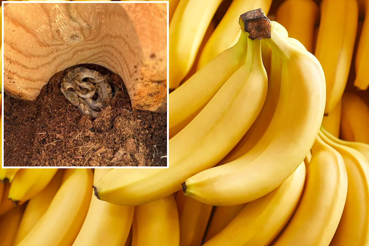 Venomous Snake Found in Bananas at New Hampshire Grocery Store