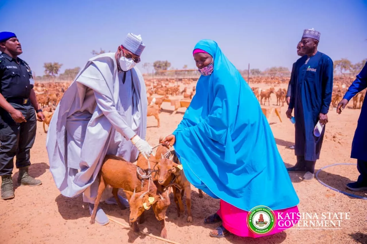 Radda begins distribution of 40,000 goats for rearing in Katsina