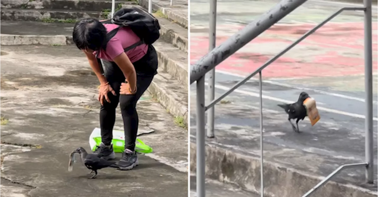 2 Malaysians Go On A Wild Crow Chase After A Bird Steals RM70
