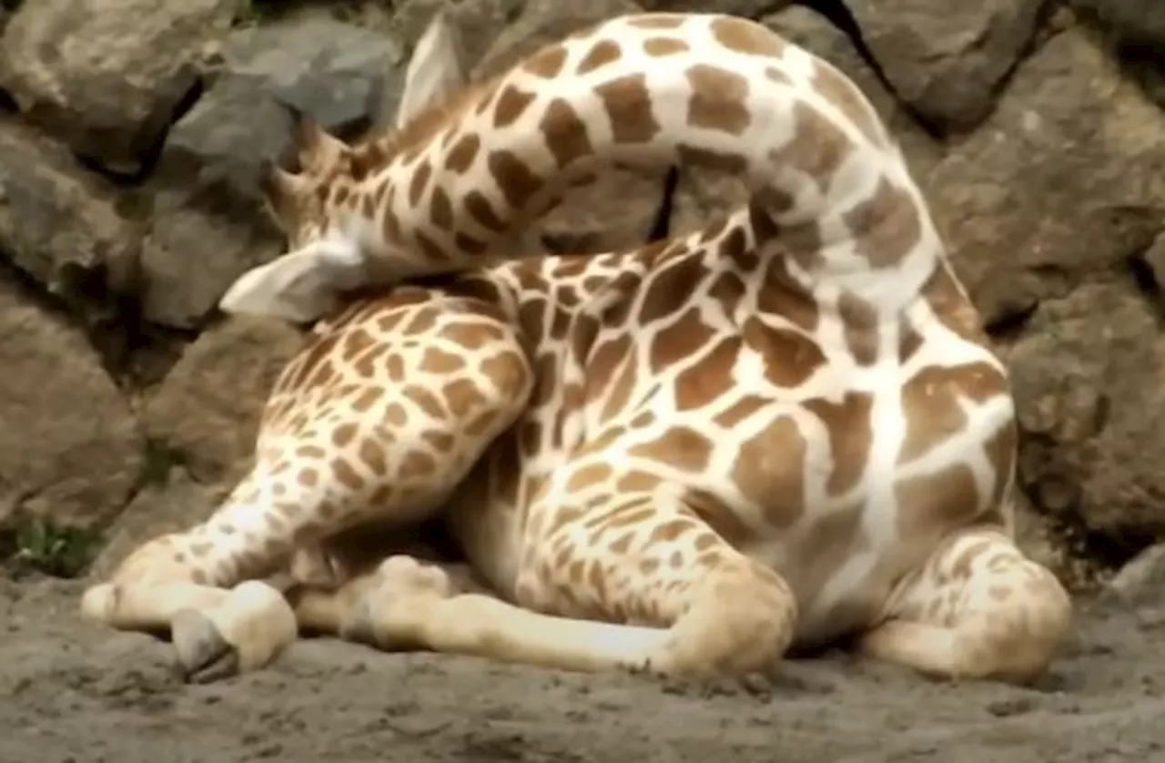 QuickCheck: Can giraffes use their rumps as pillows when they sleep?