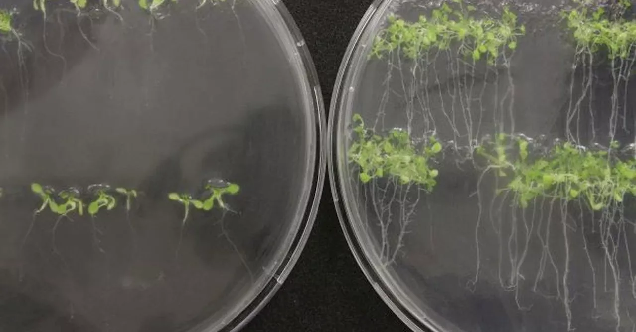 Australian Scientists Deliver Genetic Material Through Plant Roots, Revolutionizing Crop Breeding