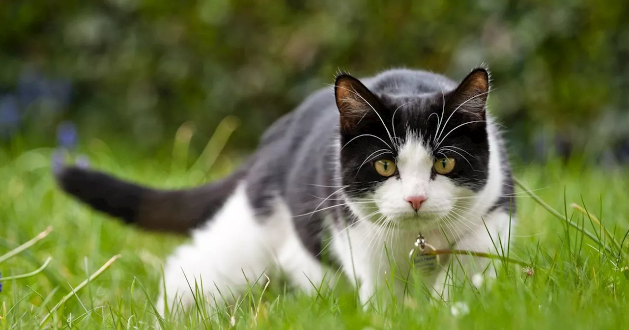 Keep Cats and Foxes Out of Your Garden: Expert Tips and Tricks