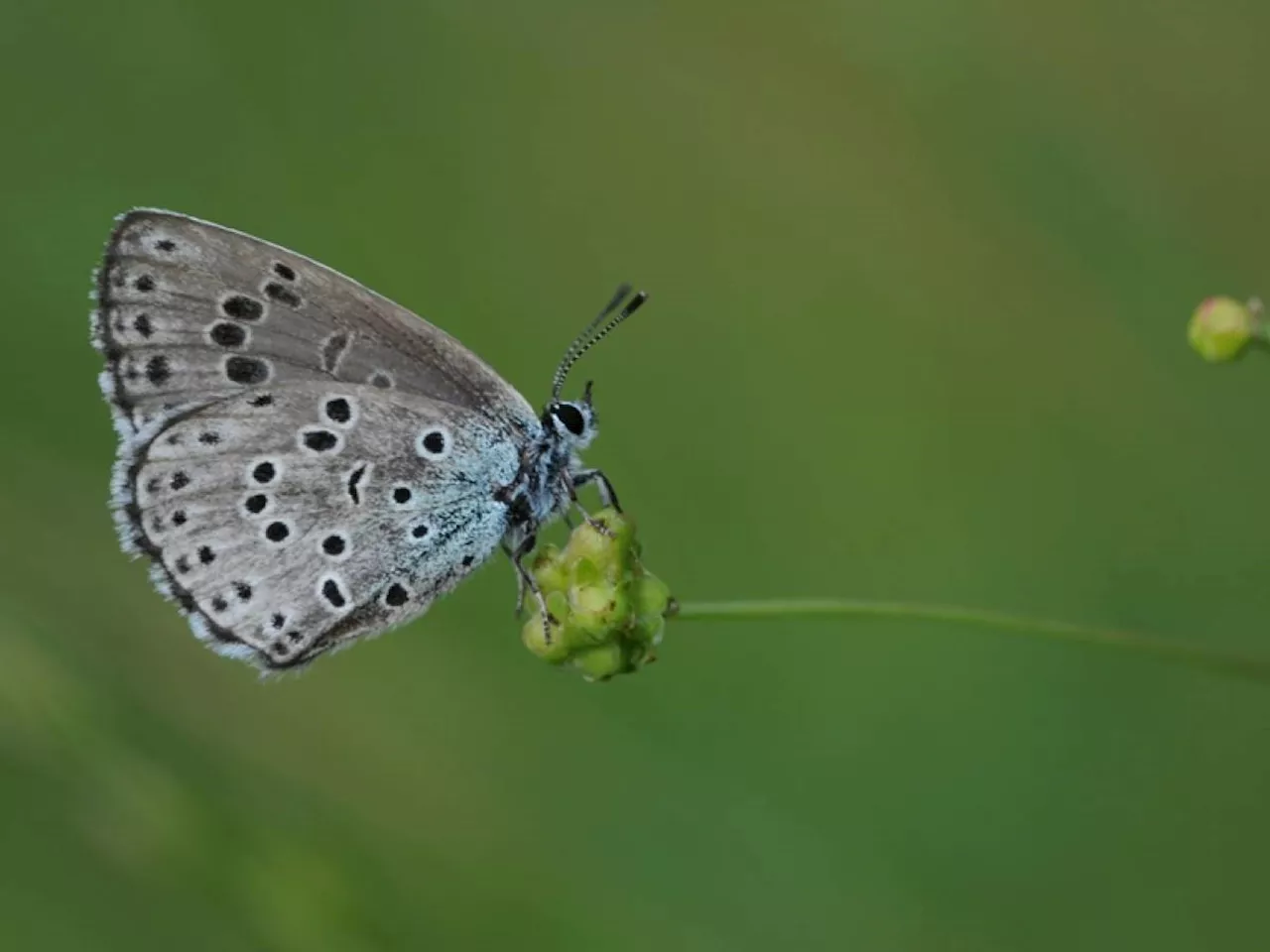 La vera epidemia: Il butterfly effect delle challenge sui social