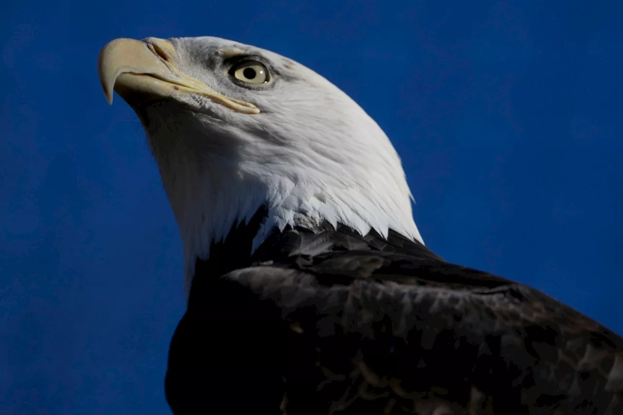 Turtle Back Zoo's Bald Eagle Freedom Needs a New Home