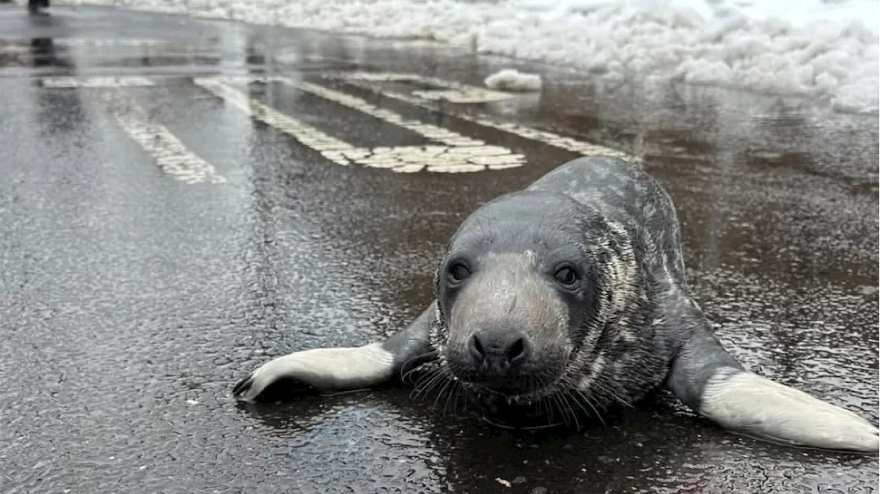 Baby Seal Rescued From Downtown New Haven Streets