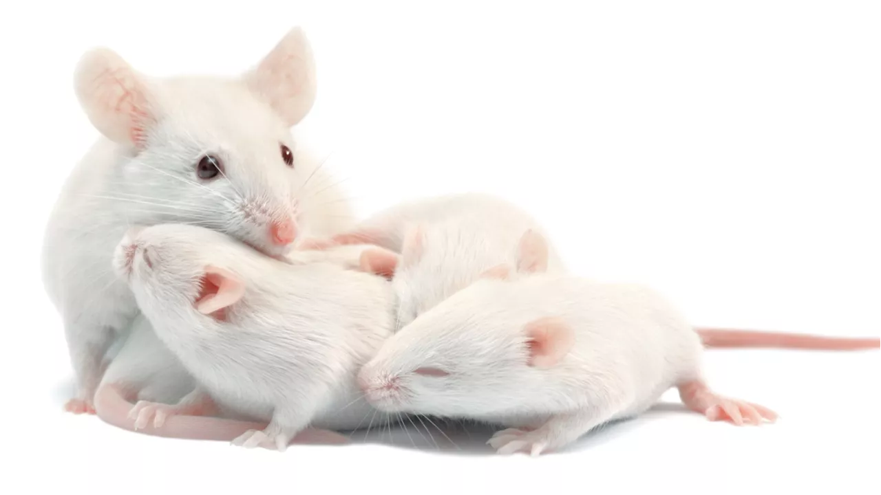 Human Gene Alters Mouse Vocalizations, Suggesting Links to Language