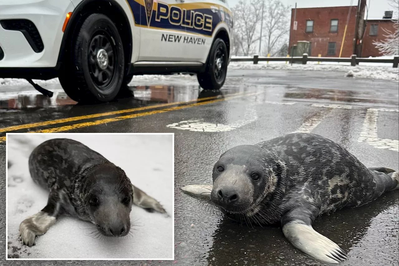 Baby Seal Found Wandering in New Haven, Connecticut