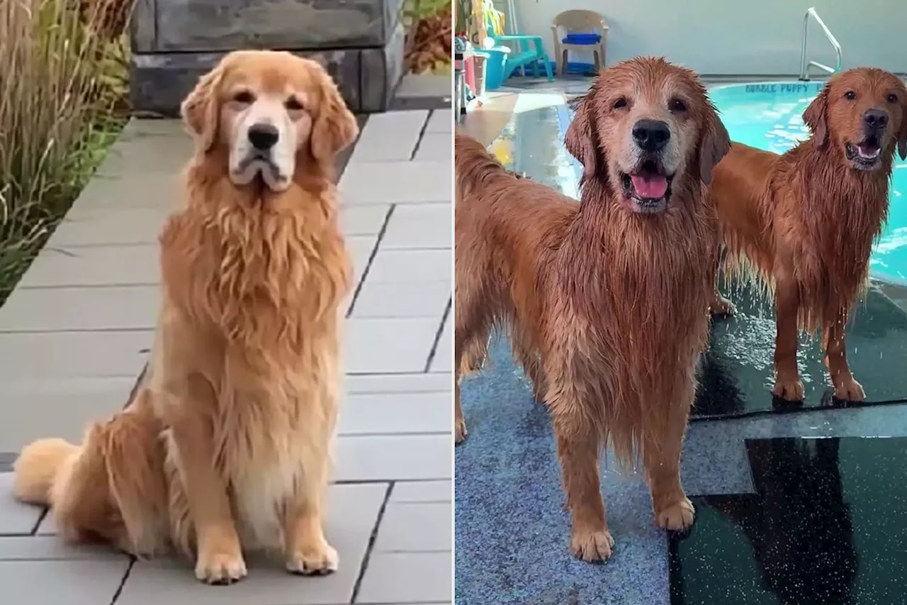 Heartbroken Golden Retriever Gets a Surprise Indoor Pool