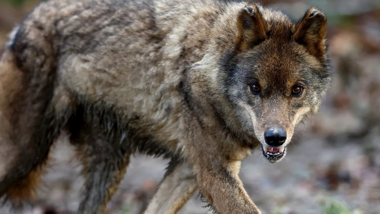 Reintroducing Wolves to Scottish Highlands Could Help Forests Thrive and Combat Climate Change