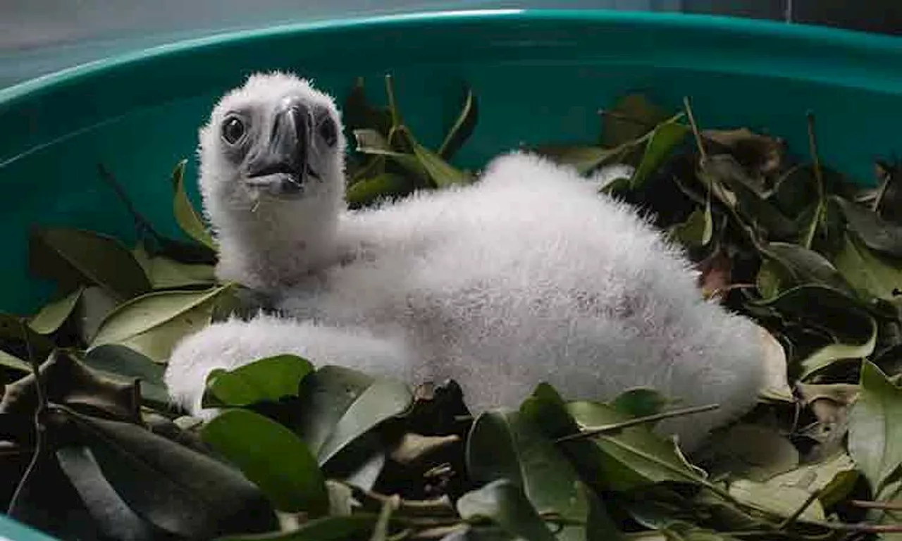 Philippine Eagle Foundation Welcomes New Chick