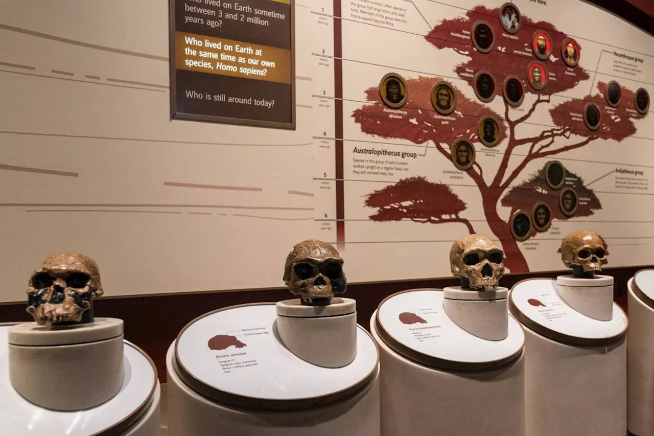 Gene Variant Linked to the Origins of Human Speech