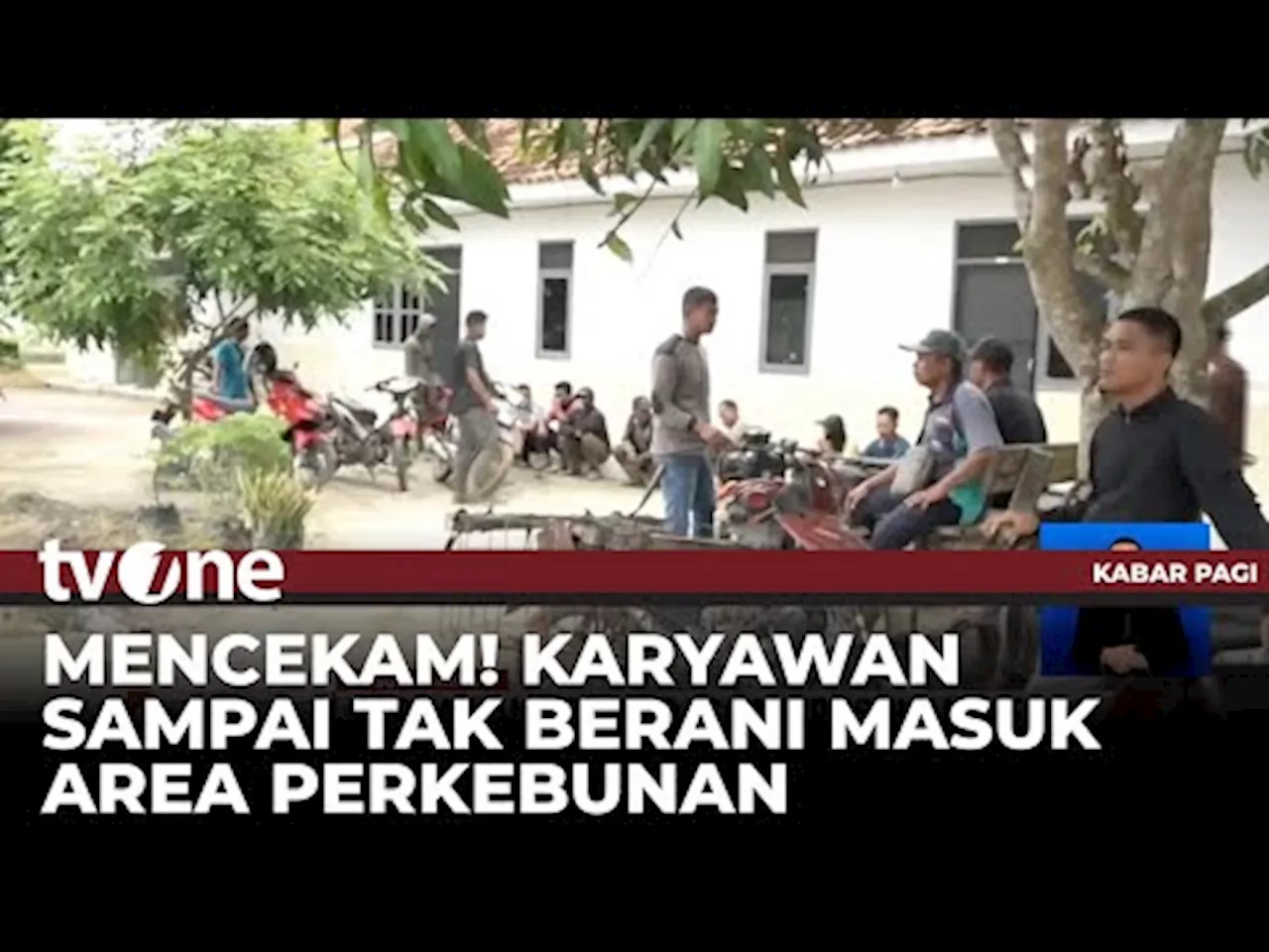 Karyawan Perkebunan di Lampung Kecemasan Akibat Kerusuhan dan Pencurian