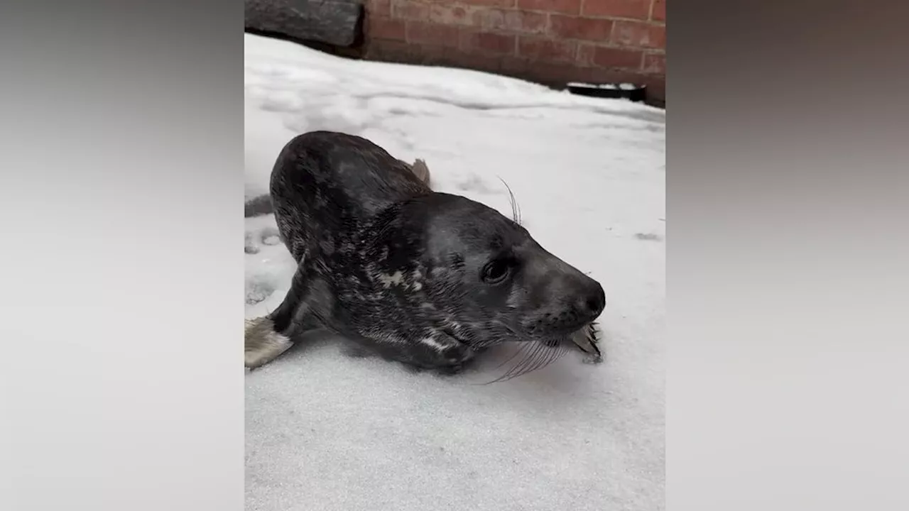 Lost Baby Seal Found Wandering New Haven Streets