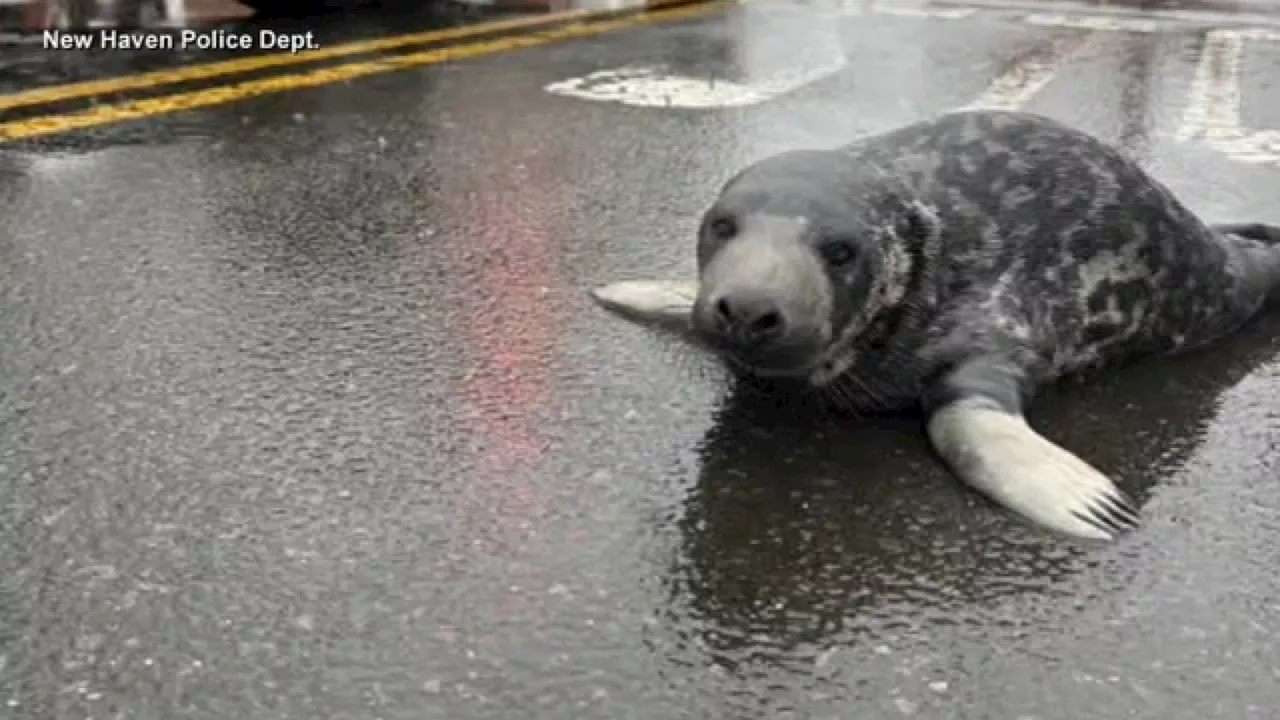 Seal removed from streets of New Haven found roaming the sidewalk a day later