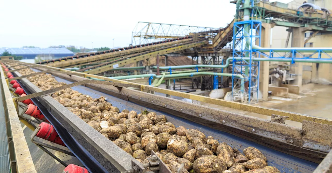 Der Zuckerwürfel - Eine Reise in die Agrana-Zuckerfabrik