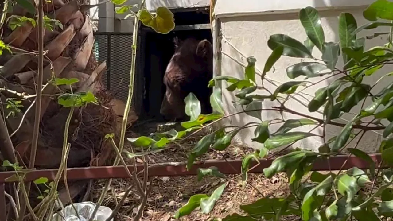 Massive bear makes home in crawlspace of Pasadena home damaged by Eaton Fire