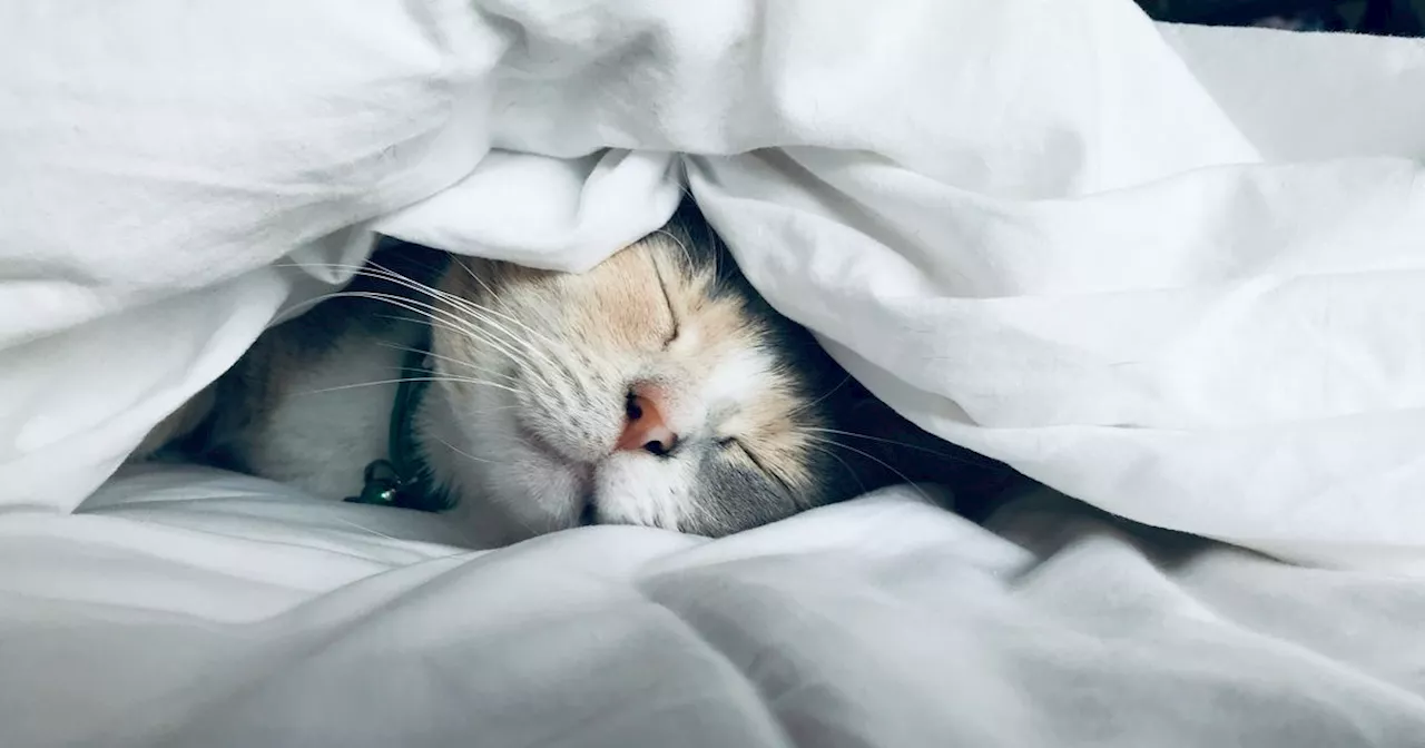 Unlocking the Secrets to Better Sleep: Tips and Tricks for a Restful Night