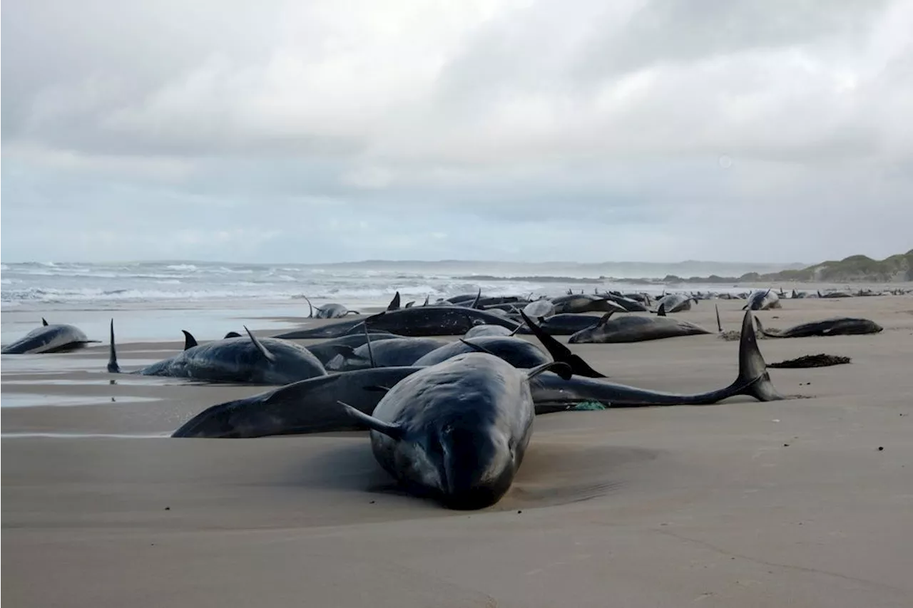 Over 150 False Killer Whales Strand on Remote Tasmanian Beach