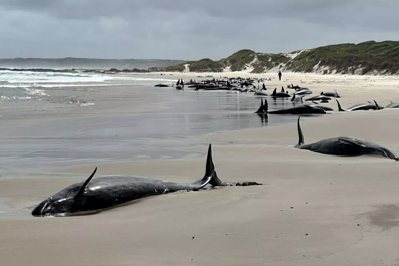 Dozens of Dolphins Die After Mass Stranding in Tasmania