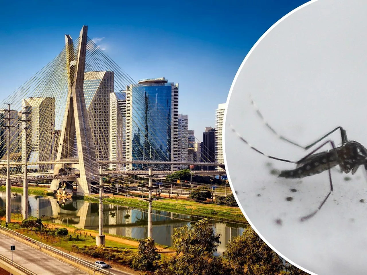 São Paulo ruft Notstand wegen Dengue-Fiebers aus