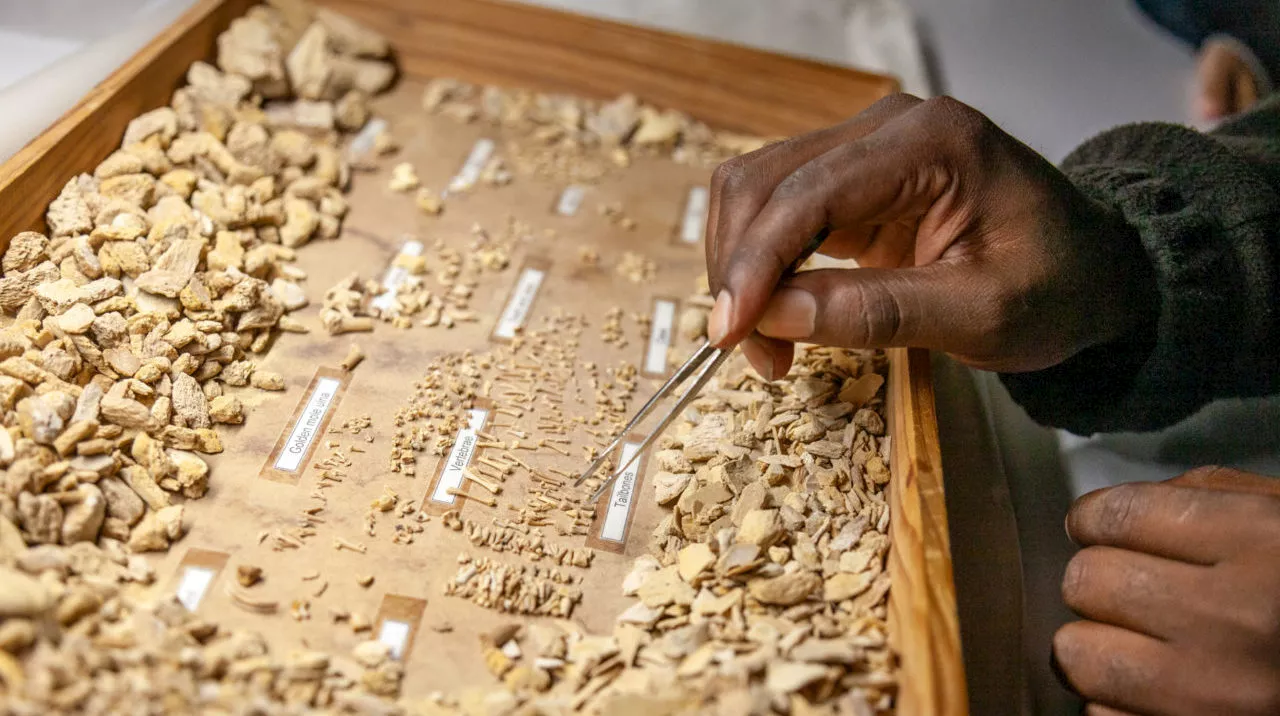 Come and explore this fossil dig locale situated just outside the Cape