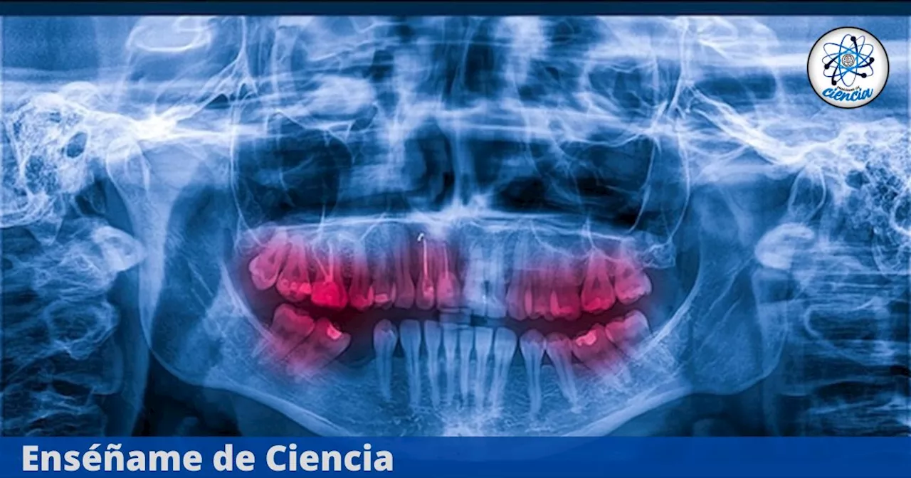 La Regeneración Dental: Una Mirada al Futuro