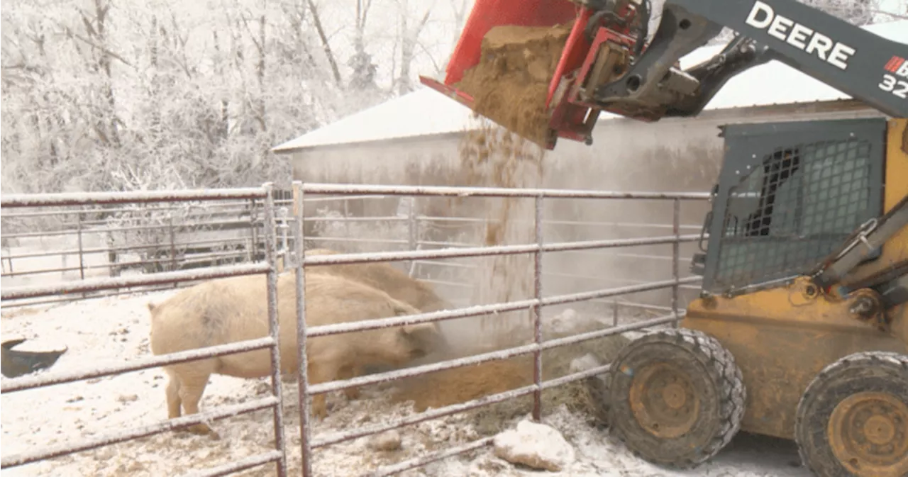 Spent Grain Becomes Livestock Feed, Reducing Waste and Costs for Alberta Ranchers