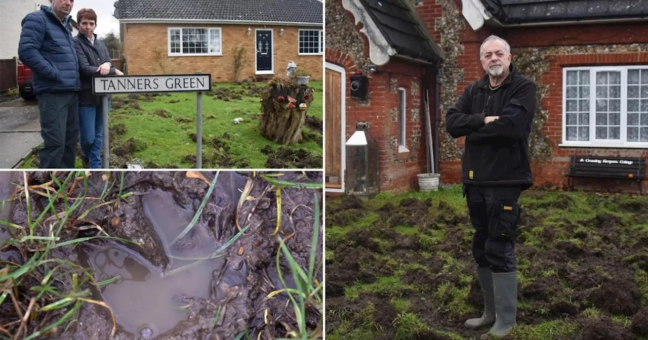 Neighbours install CCTV to stop escaped pigs digging their gardens