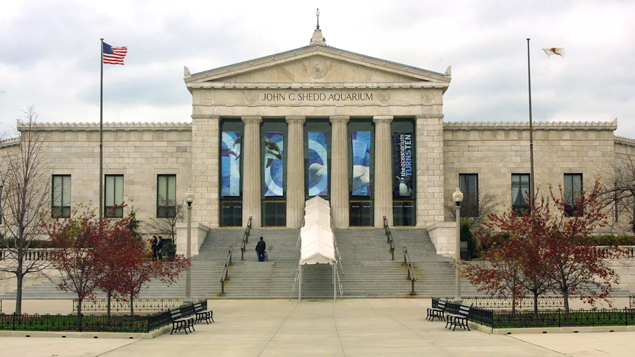 With February underway, here's when you can visit Chicago museums for free