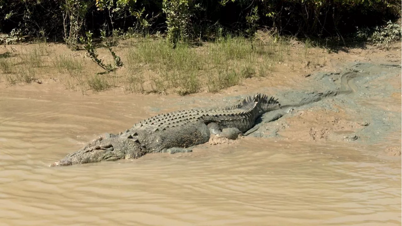 Crocodile Sighting at Pantai Cermin Prompts Public Safety Warning