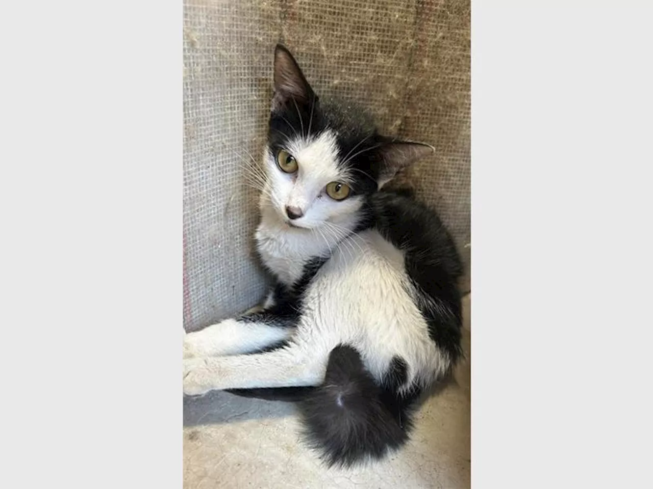 Miracle Kitten Malaysia Making Good Progress in Recovery