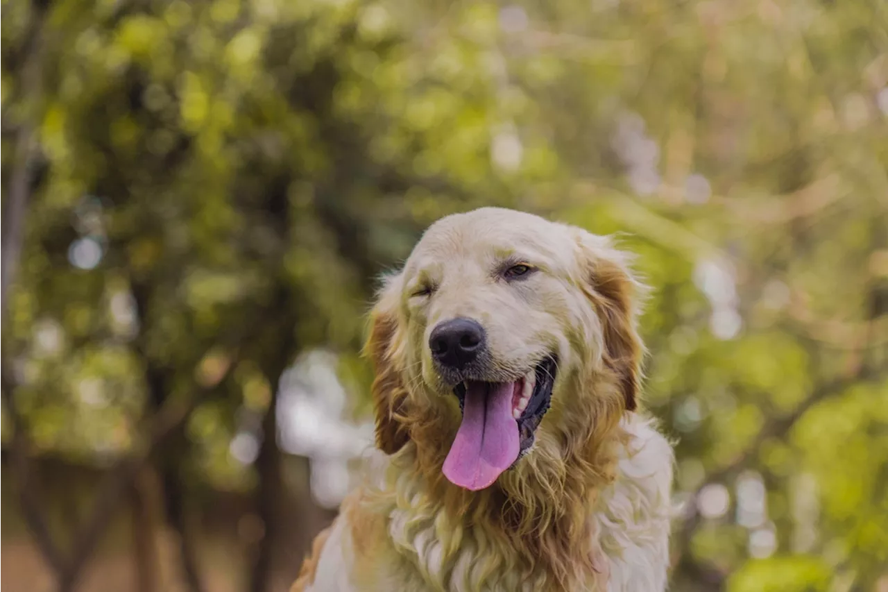 Dog Blinking: A Subtle Way to Communicate