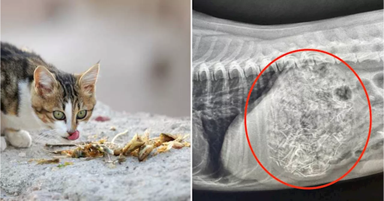 Did You Know: You Shouldn't Feed Cooked Bones To Strays As They Can Cut Their Intestines