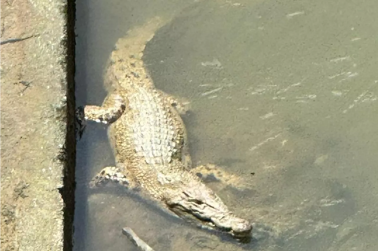 ‘Upgrade from the usual monitor lizard sighting’: Visuals of crocodile in KL river go viral online