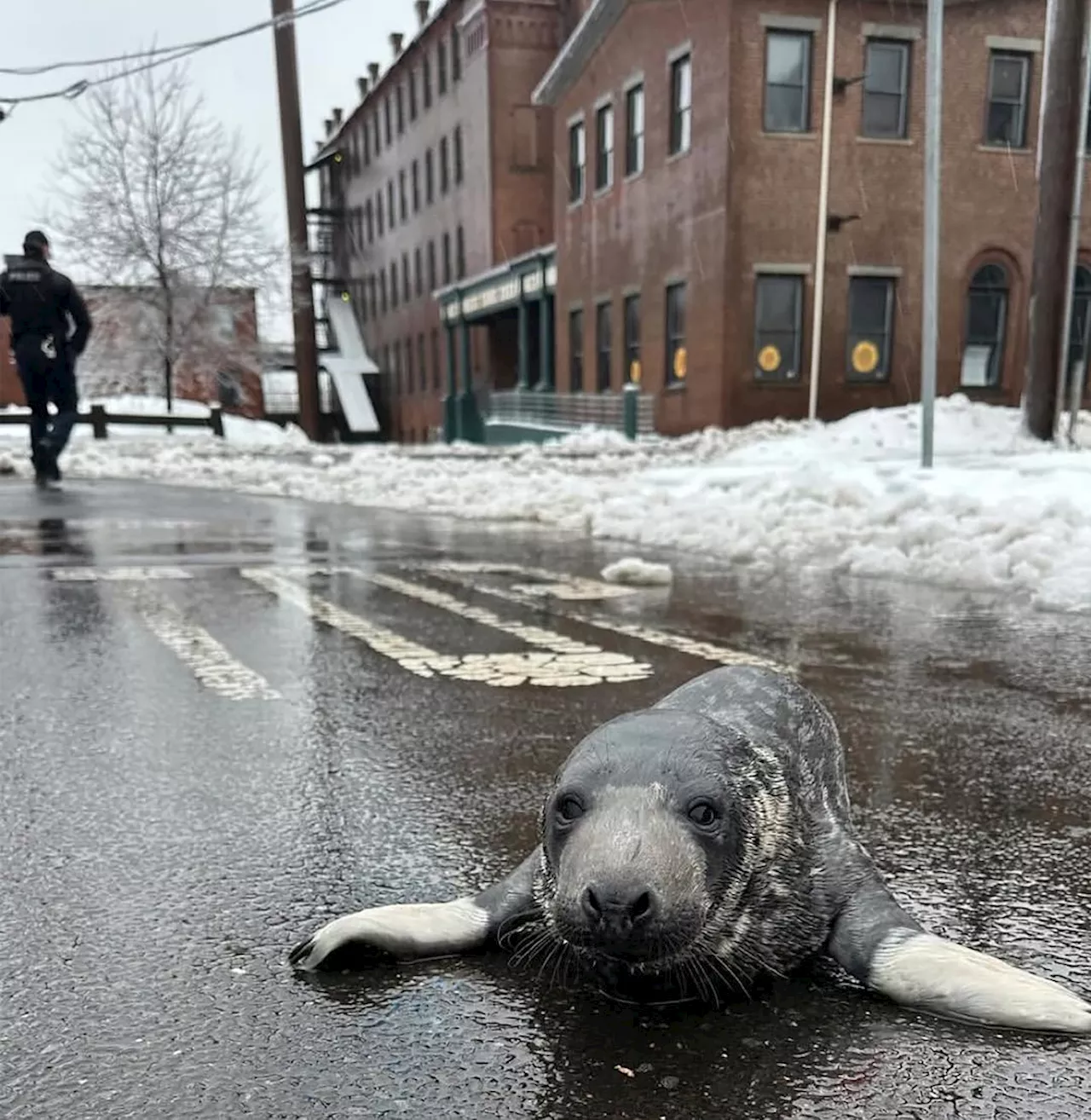 Underernært selunge reddet fra gatene i New Haven