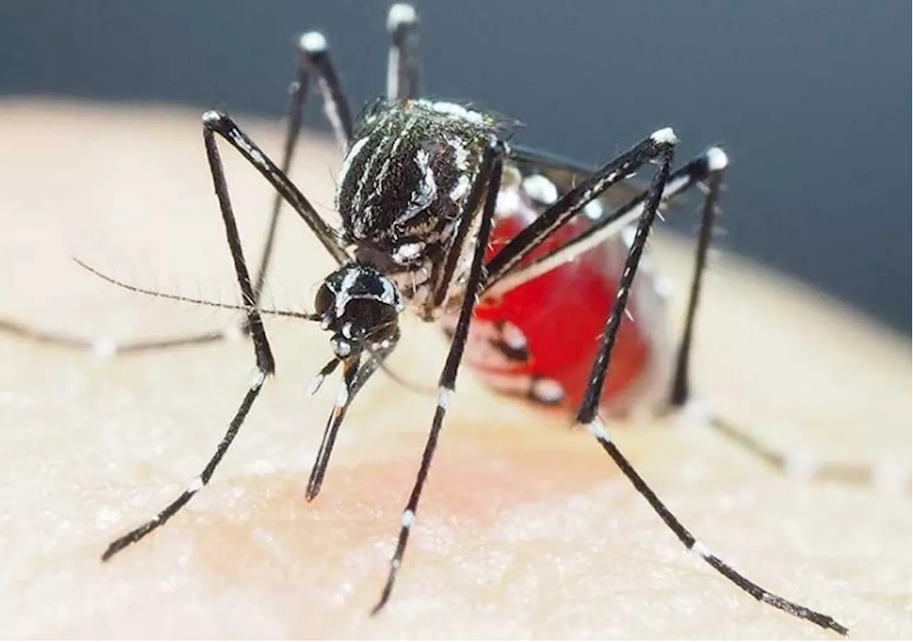 DOH: 5% decline in dengue cases