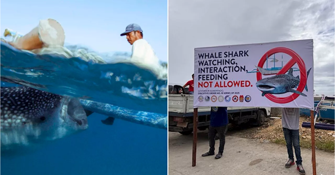 Whale Shark Activities Shut Down In 3 Philippine Towns Over Illegal Feeding