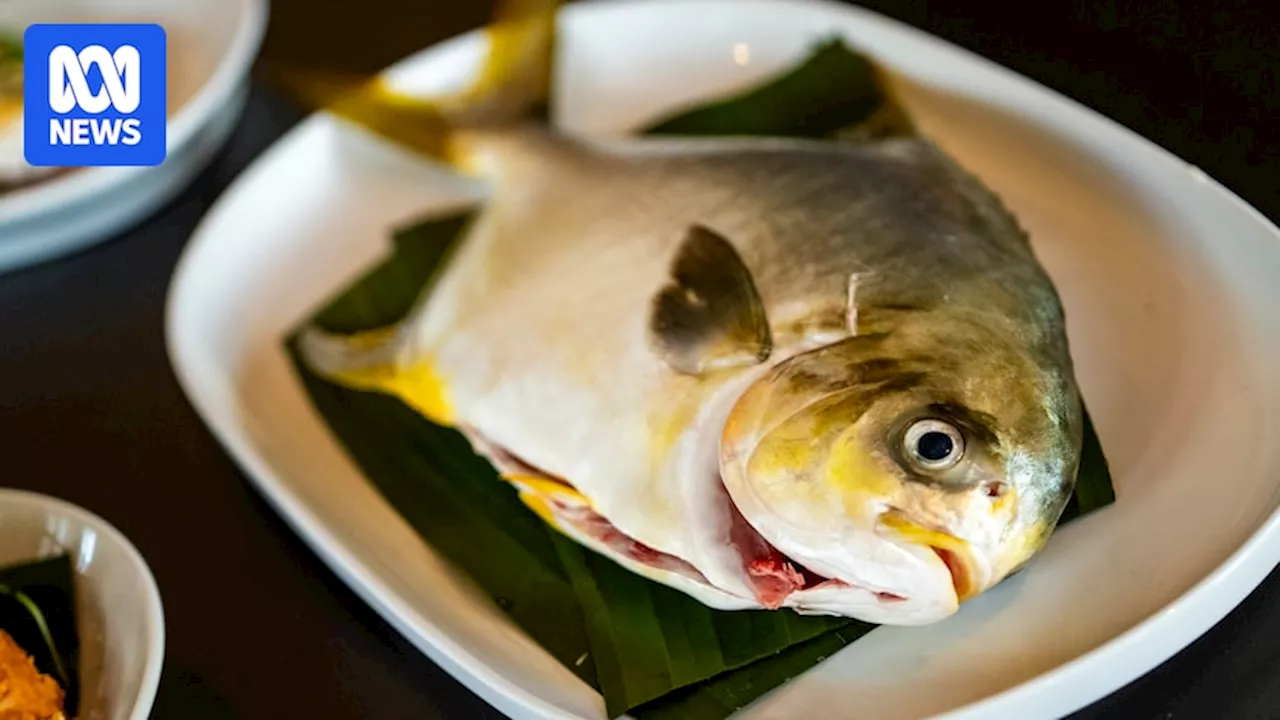Australian scientists hope to transform seafood industry with new fish species