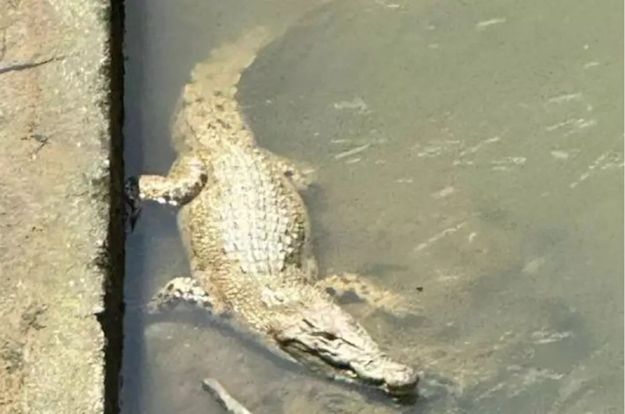 Perhilitan uses duck meat bait in effort to capture croc seen in Klang River