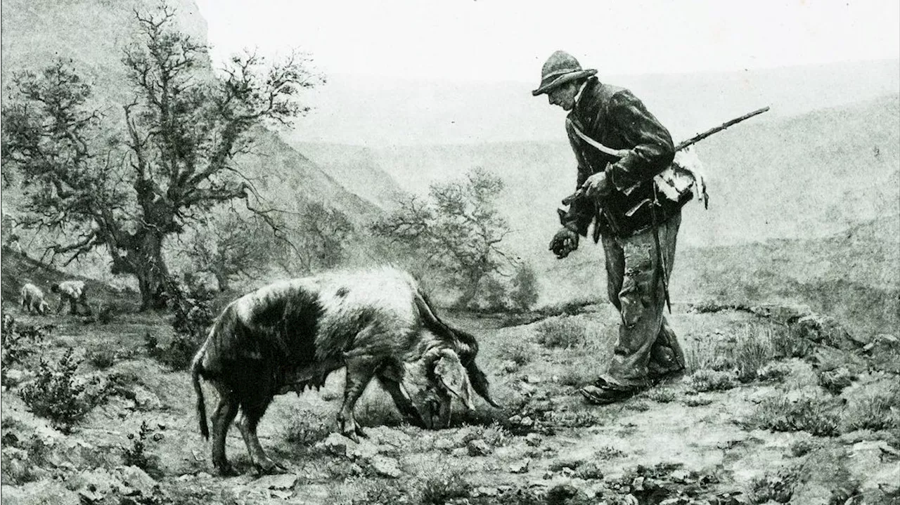 Tierisch teure Schnüffelei - Deshalb wurde das Trüffelschwein abgelöst