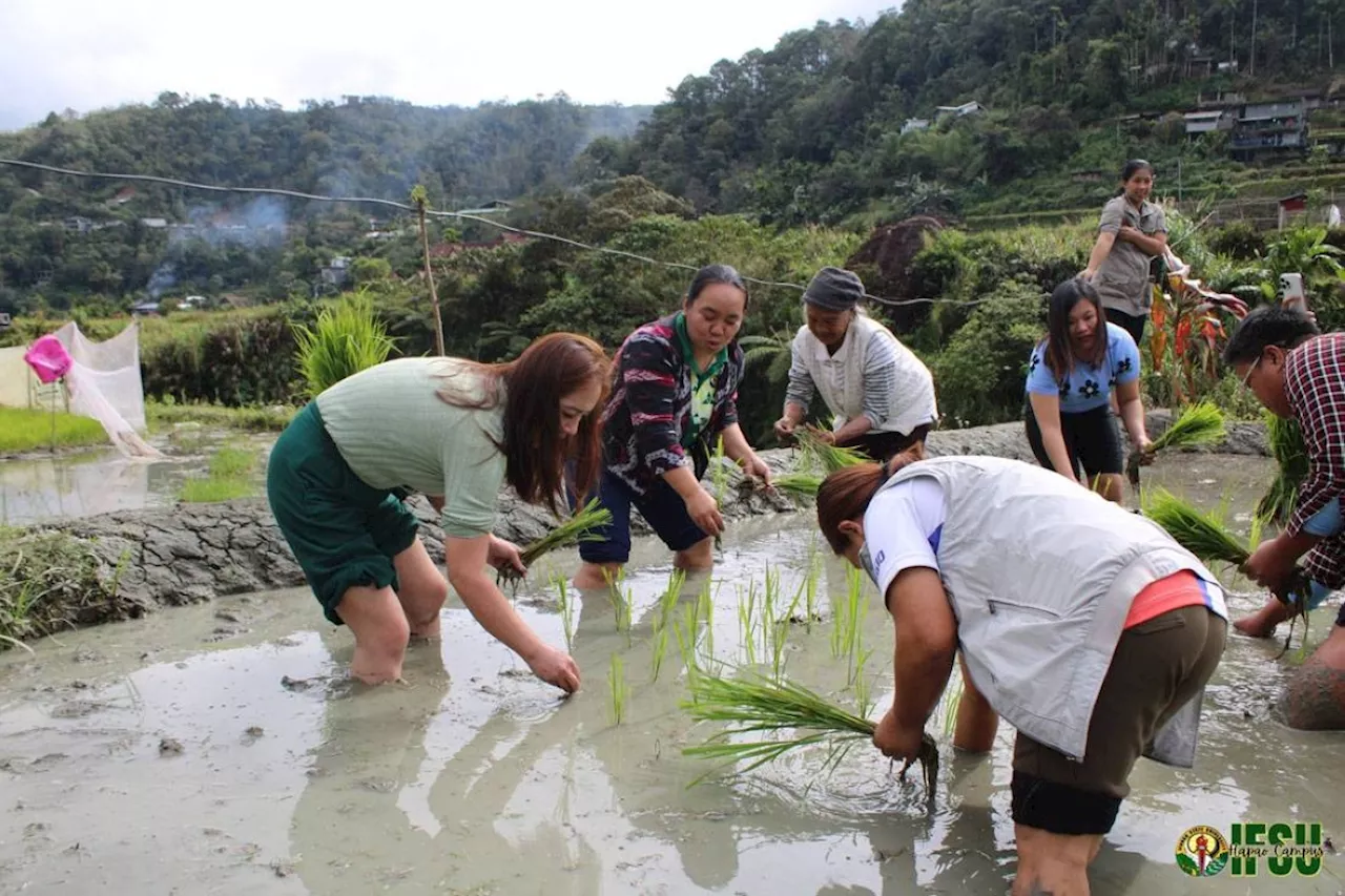 Sustainability, innovation drive Ifugao University's traditional rice-planting project