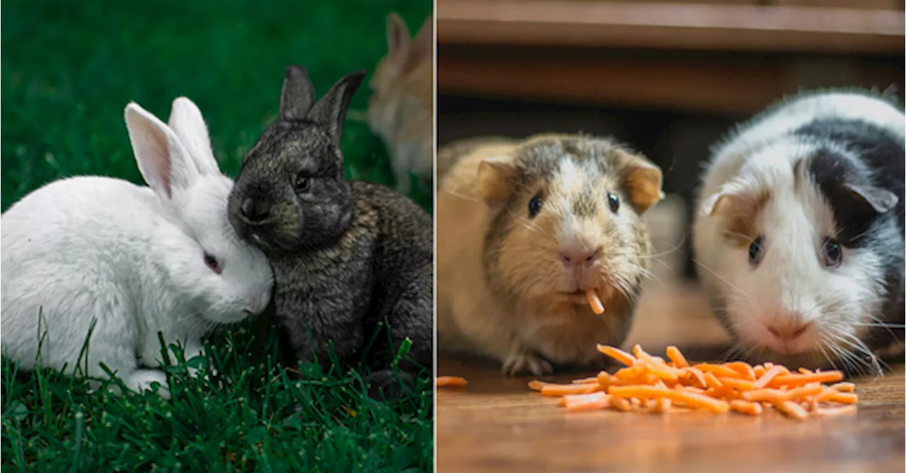 Did You Know: Rabbits & Guinea Pigs Should Be Adopted In Pairs To Prevent Loneliness