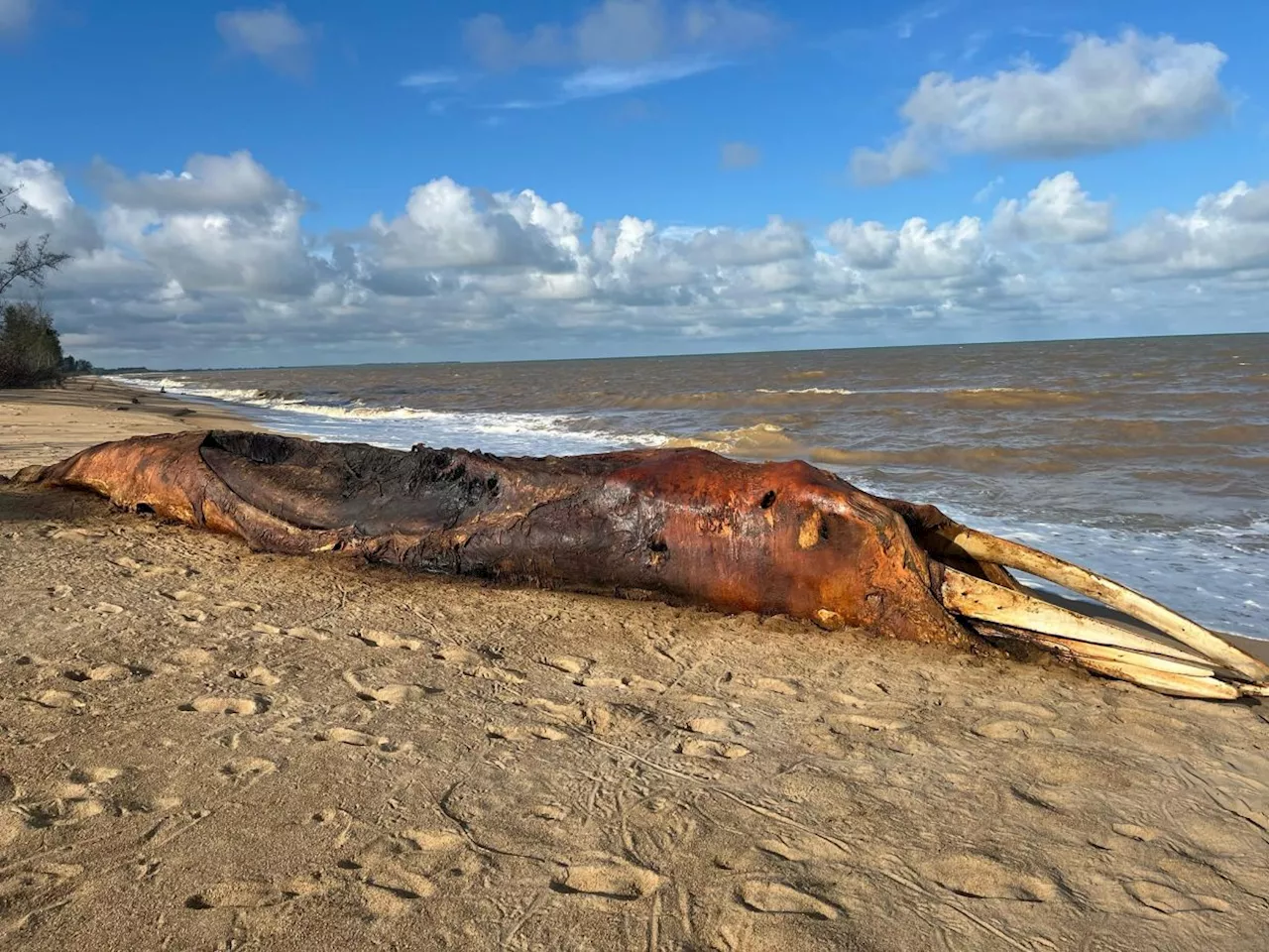 Quickcheck: Did a whale carcass wash up on a beach in Pekan?