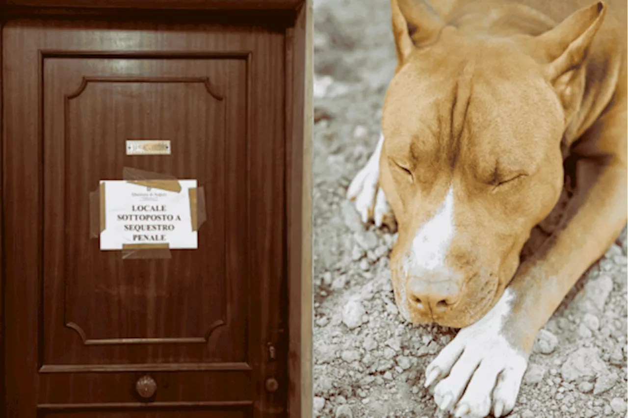 Bimba uccisa da un pitbull ad Acerra, nuovo sopralluogo nella casa