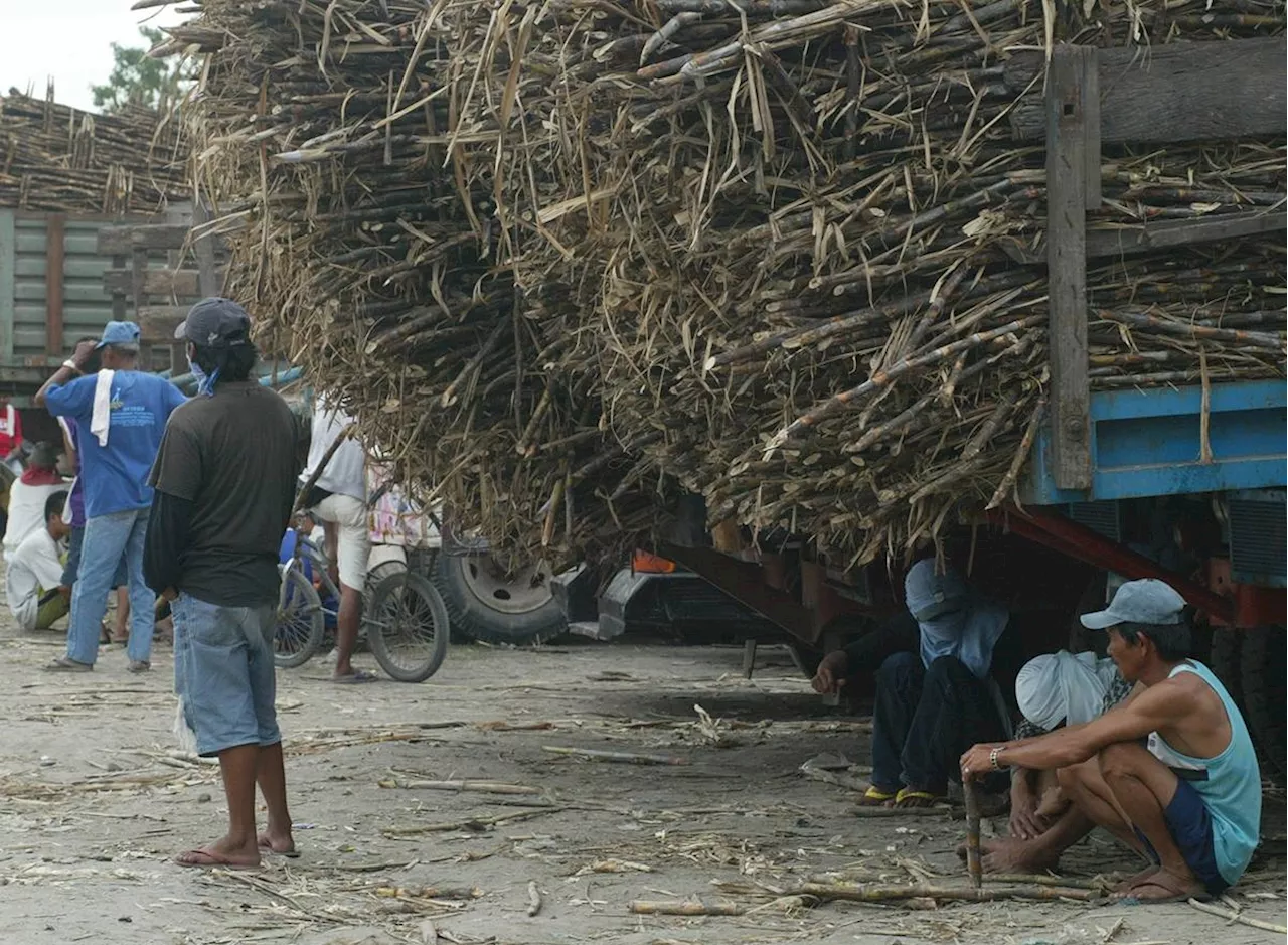 El Niño to affect 2025 sugar production