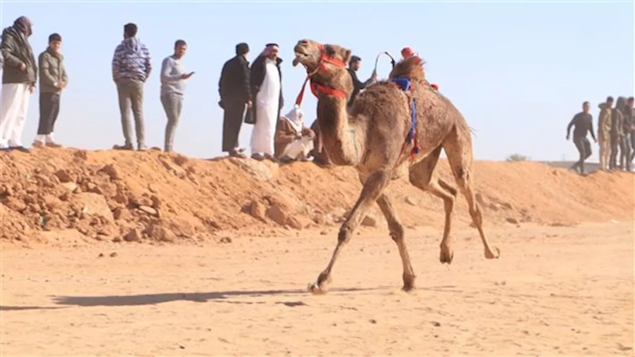 انطلاق فعاليات مهرجان الإسماعيلية العشرين لسباق الهجن