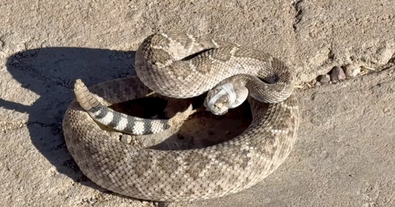 Rattlesnake season can increase danger for pets; how to help keep them safe